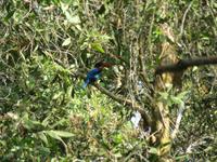 Eisvogel im Tra Su Nationalpark