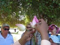 Falten der Lotusblume