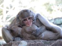 Affen im Bayon-Tempel