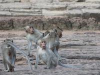 Affen im Bayon-Tempel