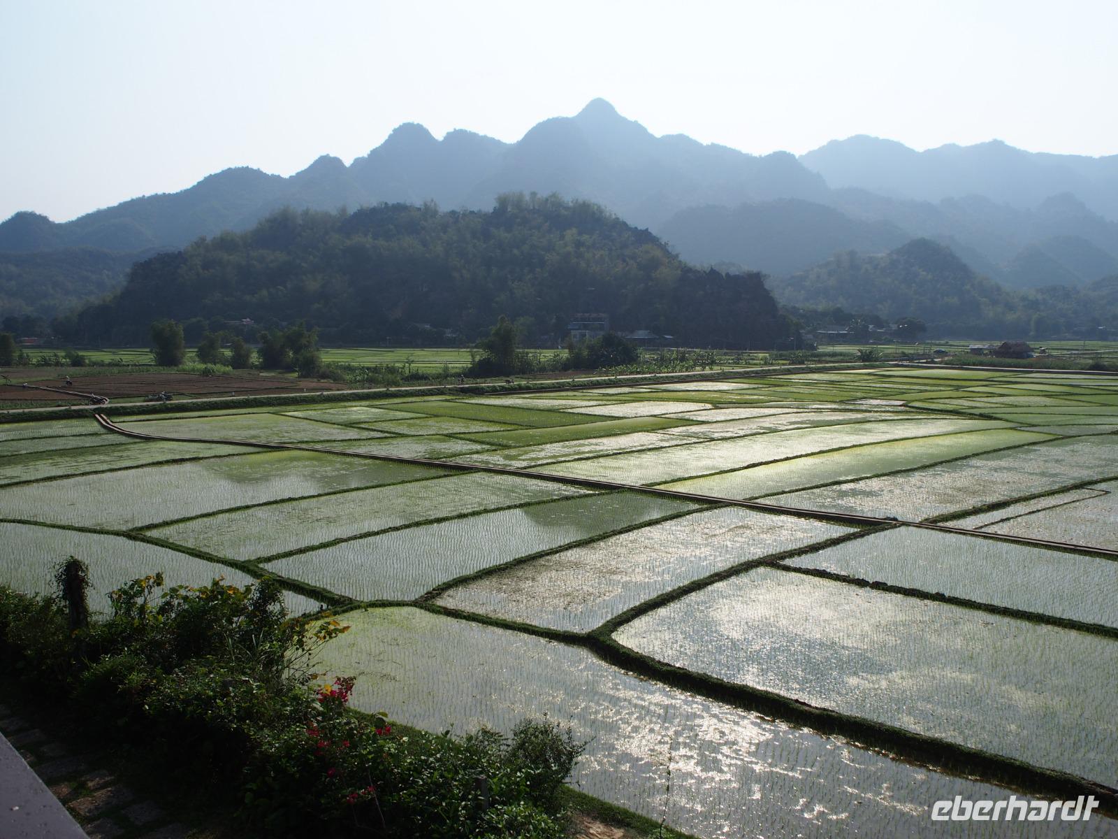 Reisfelder in Mai Chau