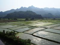 Reisfelder in Mai Chau
