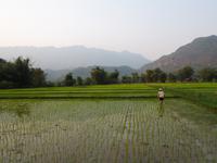 Reisfelder in Mai Chau