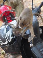 Affen in Angkor Thom