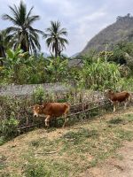 34 Spaziergang in der Bergregion.jpeg