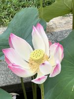 90 Lotusblume am Rathaus Saigon.jpeg