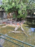 113 Krokodilfarm.jpeg