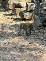 158 - Affen auf dem Angkor Gelände.jpeg