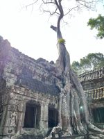 171 Ta Prohm.jpeg