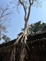178 Ta Prohm.jpeg