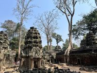 179 Ta Prohm.jpeg