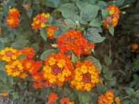 151. Spaziergang Mai Chau