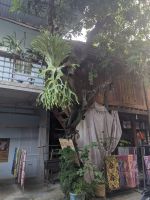 156. Spaziergang Mai Chau