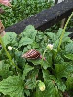 343. Elefantenohrfisch - Mittagessen Mekong