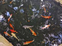 375. Zwischenstopp auf Krokodilsfarm