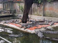 377. Zwischenstopp auf Krokodilsfarm