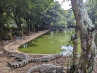 378. Zwischenstopp auf Krokodilsfarm