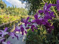 385. Tra Su Nationalpark