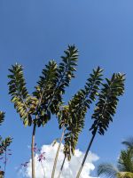 386. Tra Su Nationalpark