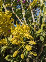 387. Tra Su Nationalpark