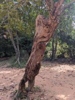 460. Ta Prohm Tempel