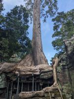 465. Ta Prohm Tempel