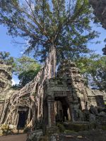 467. Ta Prohm Tempel