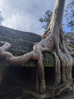 469. Ta Prohm Tempel
