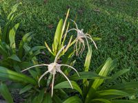 486. Sonnenaufgang Angkor Wat