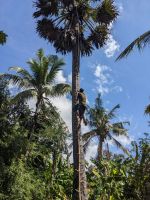 502. Palmenzuckerherstellung