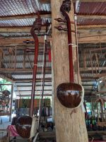 505. Palmenzuckerherstellung