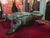 Präparierte Schildkröten