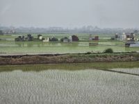 Grabstätten in Reisfeldern