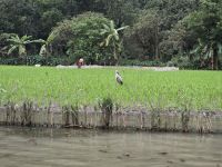 Vögel und Reisfelder