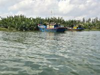 Mangroven bei  Hoi An