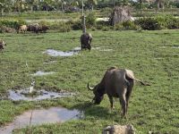 Wasserbuffel bei Hoi An