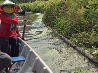 Naturreservat To Tra Su, Mangroven