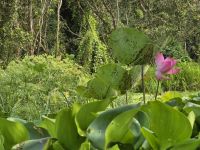 Naturreservat To Tra Su, Mangroven