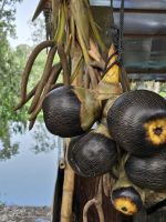 Palmfruchte