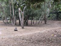 Affenfamilie bei Angkor Wat