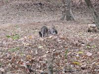 Affenfamilie bei Angkor Wat