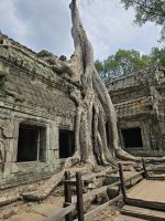 Dschungel Tempel, Ta Prohm
