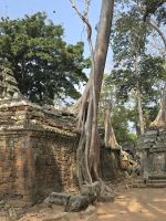 Dschungel Tempel, Ta Prohm
