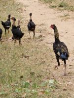 Hühner auf der Flucht