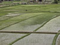 Aussicht auf die Reisfelder