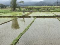 Reisfelder parzelliert