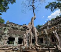 Dschungeltempel Ta Prohm