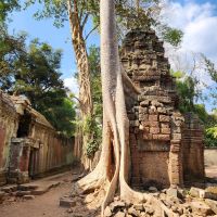 Dschungeltempel Ta Prohm
