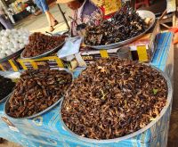 Spinnenmarkt in Kambodscha