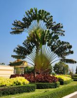 Baum der Reisenden - Traveller Tree